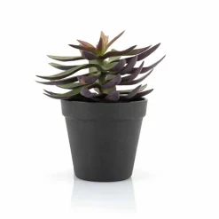 Succulent Vetplant 6 ST.